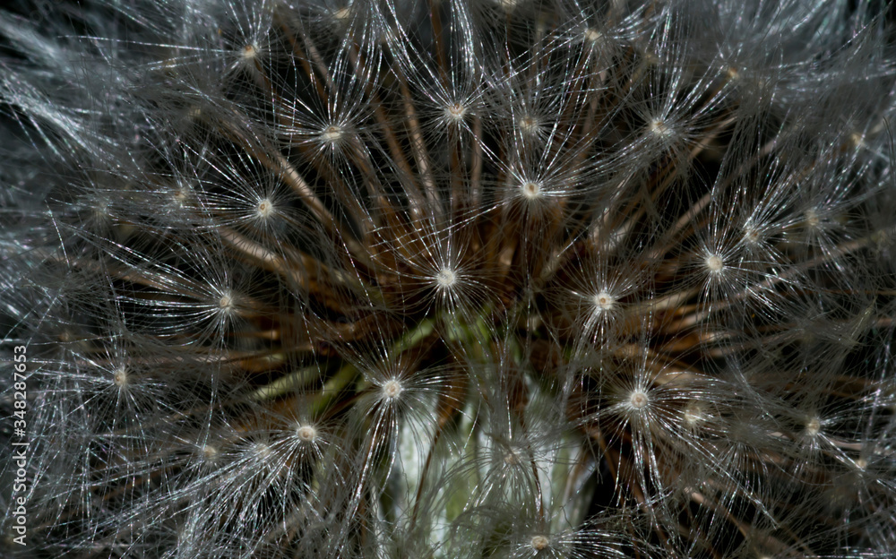 Wall mural closeup of dandelion seed head