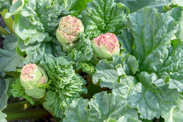 The seed pod of the rhubarb plant is about to bloom.