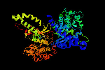 Rho associated coiled-coil containing protein kinase 2, a serine/threonine kinase that regulates cytokinesis, smooth muscle contraction, the formation of actin stress fibers and focal adhesions