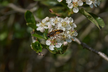 The fly collects nectar and pollen from the flowers.