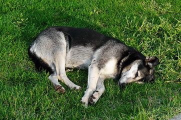 A Siberian Husky dog ​​homeless or deprived of shelter ​​rests in the grass of a public garden, Sofia, Bulgaria, Europe  