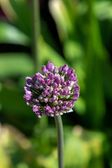 A closeup of some Allium buds.     Vancouver BC Canada 
