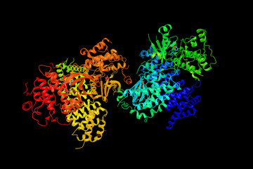 Serine/threonine kinase 11, also known as liver kinase B1, a protein kinase which regulates cell polarity and functions as a tumour suppressor. 3d rendering