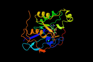 Activated CDC42 kinase 1, a non-receptor tyrosine kinase, that binds to multiple receptor tyrosine kinases. 3d rendering