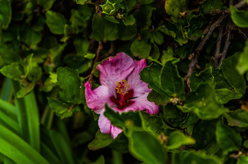 Pink hibiscus flower in the garden