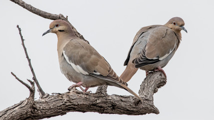 couple of doves on branch