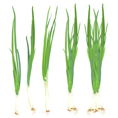 Green spring onion set, vector isolated illustration