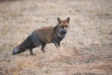 fox with winter fur in dry grass