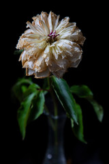 pink and white flower