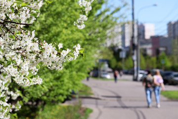 Fototapeta na wymiar Cherry blossom on a city street, selective focus. Urban landscape with blooming trees and walking people at spring sunny day