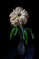 pink and white flower