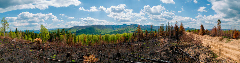 Spruce forest and trees after the fire, panorama. Spring season in the mountains. Environmental disaster - Powered by Adobe