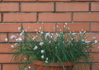 Plant world.A decorative onion in a brown pot bloomed with lilac flowers .