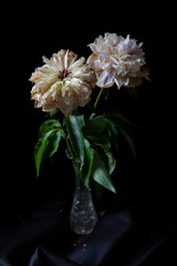 pink and white flower