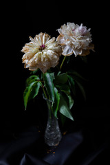 pink and white flower