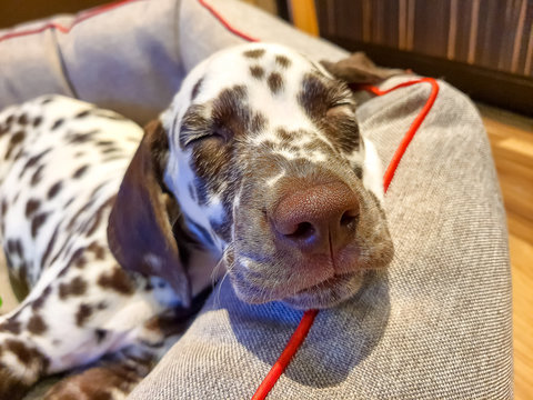 My Dog, Chance, Sniffing The Camera With His Perfect Cold, Wet, Big, Brown Nose And Closed Eyes.Brown Chocolate Dalmatian Dog Is Sleeping. Sleeping Puppy. Young Cute Dog.