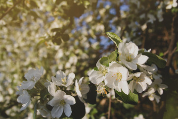 White flowers of apple tree. Blooming orchard. Apple branch with flowers.