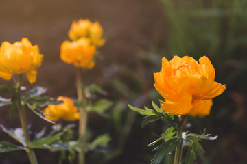 Orange spring flowers copy space. Siberian flowers. Blooming trollius.