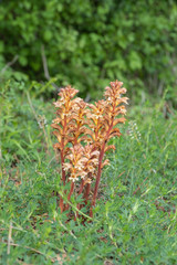 Neottia nidus-Avis Vogel-Nestwurz