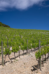 Fototapeta na wymiar Grapes and Vineyards in the beautiful countryside of Patrimonio, popular Wine tourism destination of Corsica, France