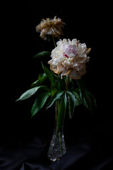 pink and white flower