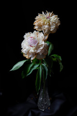 pink and white flower
