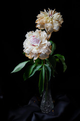 pink and white flower