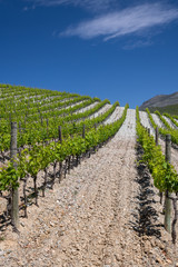 Fototapeta na wymiar Grapes and Vineyards in the beautiful countryside of Patrimonio, popular Wine tourism destination of Corsica, France