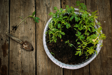 transplant dive sprouts of tomatoes, tools for replanting, soil, containers for transplanting,...