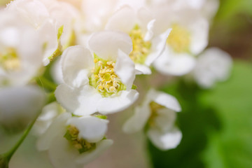 Fototapeta na wymiar Blooming bird cherry close-up. Detailed macro photo. Beautiful white flowers. Great image for postcards. The concept of spring, summer, flowering.