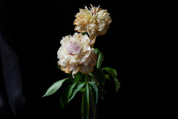 pink and white flower