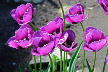 bright purple tulips on the flowerbed in the garden