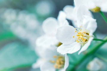 Obraz premium Blooming bird cherry close-up. Detailed macro photo. Beautiful white flowers. Great image for postcards. The concept of spring, summer, flowering..
