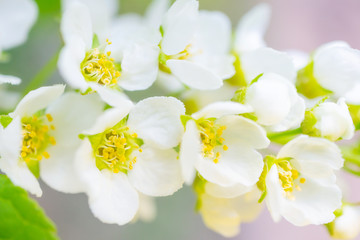 Blooming bird cherry close-up. Detailed macro photo. Beautiful white flowers. Great image for postcards. The concept of spring, summer, flowering..