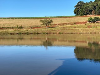 rice field in thailand