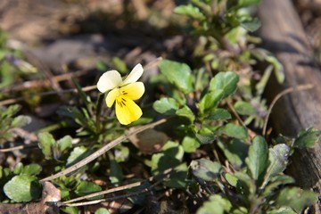Tiny yellow pansy flower in the forest on blurred background. Wild spring flower. Wildflower with tender yellow petals. 