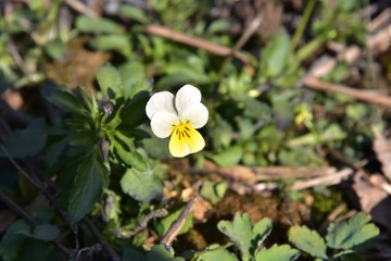 Tiny yellow pansy flower in the forest on blurred background. Wild spring flower. Wildflower with tender yellow petals. 