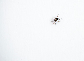 Macro photograph of the house spider, whose Latin name is steatoda nobilis.
