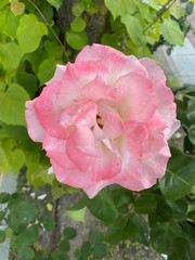 close-up of rose petals in a garden