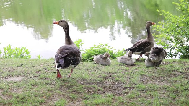 wild goose family with baby running away from the camera towards the water