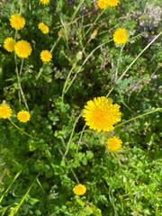 yellow dandelion flower in a field in spring