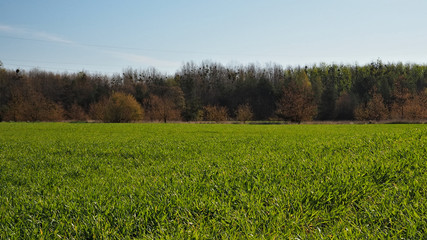Young crops in the field.