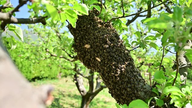 Bee swarm hanging on linden branch in early spring - bee colony	