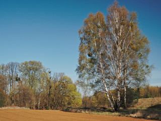 Birch on the edge of a plowed field in early spring.