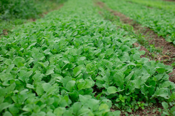 field of green plants