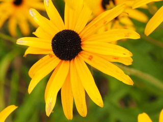 yellow daisy flowers in a field of flowers in spring