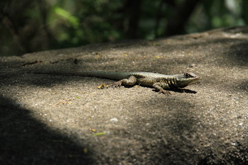 lagarto iguana reptil
