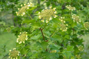 Viburnum opulus Gemeiner Schneeball