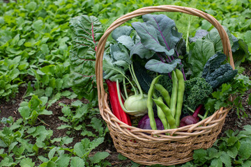 fresh and natural vegetables in a basket