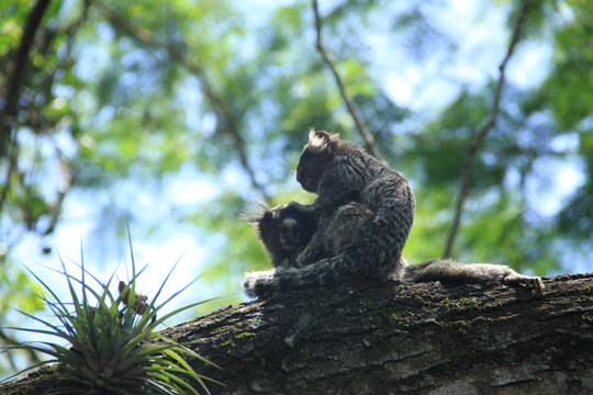 monitos monos micos naturaleza